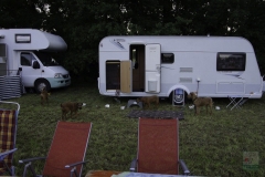 20180816-irish_special_heek_2015_26_20150929_1197563606