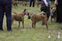 20180816-irish_special_heek_2015_30_20150929_1904475943