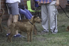 20180816-irish_special_2016_20_20160919_1052538733