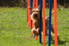 Agility
