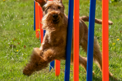 Agility