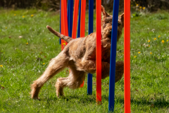 Agility