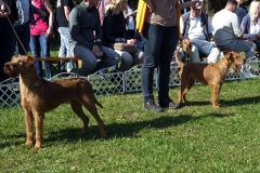 ive3
