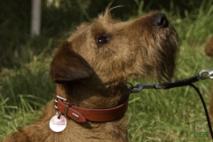 20180816-jungehundetag_heek_2014_10_20140922_1396326544