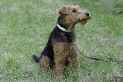 20180816-jungehundetag_heek_2014_10_20140929_1042347437