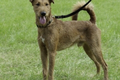 20180816-jungehundetag_heek_2014_10_20140929_1701024478