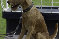 20180816-jungehundetag_heek_2014_10_20140929_1983539578