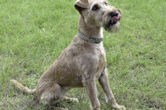 20180816-jungehundetag_heek_2014_11_20140929_1032723095