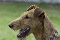 20180816-jungehundetag_heek_2014_11_20140929_1196569410