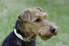 20180816-jungehundetag_heek_2014_11_20140929_1491143012