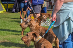 Menschen und Irish Terrier