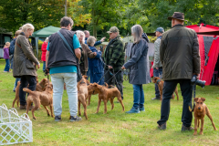 Menschen und Irish Terrier