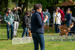 Menschen und Irish Terrier