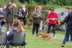 Menschen und Irish Terrier