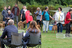 Menschen und Irish Terrier