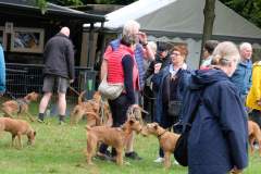 Menschen und Irish Terrier