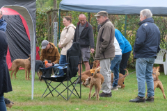 Menschen und Irish Terrier