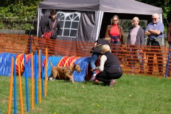 Menschen und Irish Terrier