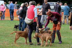 Menschen und Irish Terrier