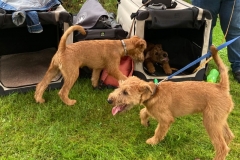 Dorsten 2021 - die jungen Irish haben Spaß