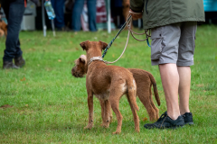 Visitor Irish Special 2025-